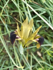 Iris tuberosa
