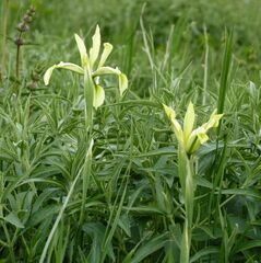 Iris halophila
