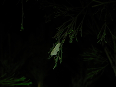 Idaea philocosma
