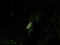 Idaea philocosma