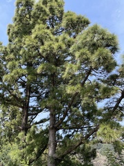 Pinus canariensis