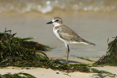 Charadrius leschenaultii
