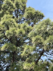 Pinus canariensis
