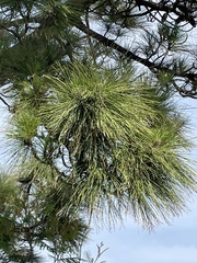 Pinus canariensis