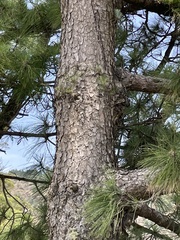 Pinus canariensis