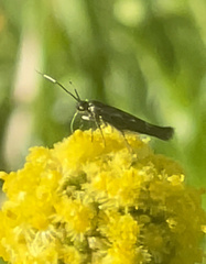 Scythrididae