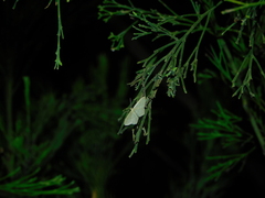 Idaea philocosma