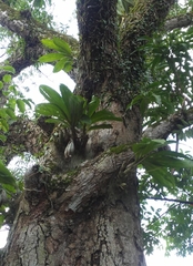 Catasetum integerrimum