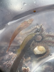 Apletodon