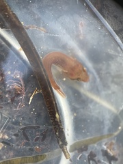 Apletodon