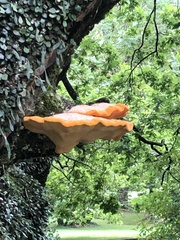 Piptoporus australiensis