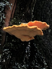 Piptoporus australiensis
