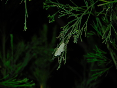 Idaea philocosma