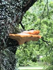 Piptoporus australiensis
