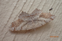 Dissomorphia australiaria