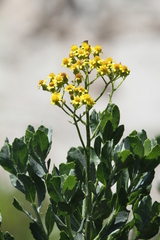 Senecio halimifolius