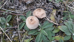 Lycoperdon lividum