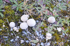 Lycoperdon lividum