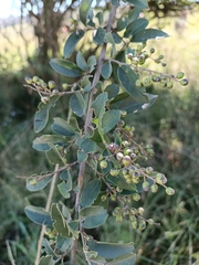 Grewia occidentalis