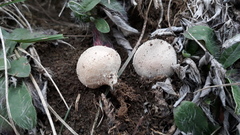 Lycoperdon lividum