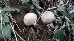 Lycoperdon lividum