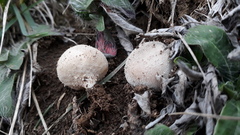 Lycoperdon lividum