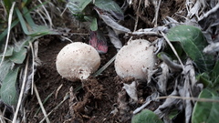 Lycoperdon lividum