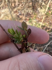 Hypericum crux-andreae