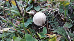 Lycoperdon lividum