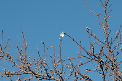 Prunus amygdalus