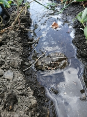 Pelobates vespertinus