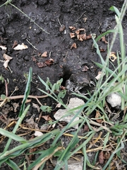 Pelobates vespertinus