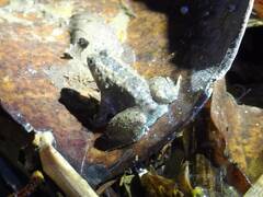 Occidozyga martensii