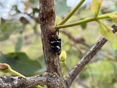 Eurymeloides pulchra