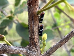 Eurymeloides pulchra