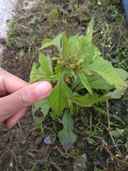 Crassocephalum crepidioides