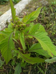 Crassocephalum crepidioides