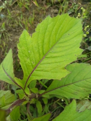 Crassocephalum crepidioides