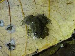 Occidozyga martensii