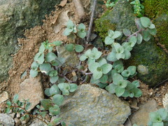 Callisia repens