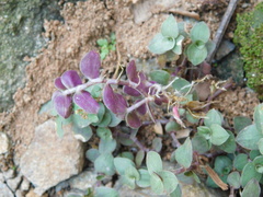 Callisia repens