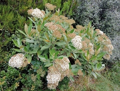 Olearia avicenniifolia