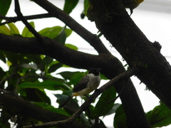 Pycnonotus aurigaster