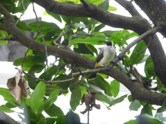 Pycnonotus aurigaster