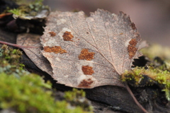 Acalitus brevitarsus