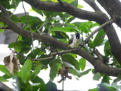 Pycnonotus aurigaster