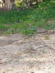 Corvus cornix