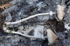 Macrolepiota gracilenta