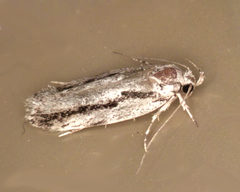 Agriophara confertella