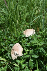 Macrolepiota gracilenta